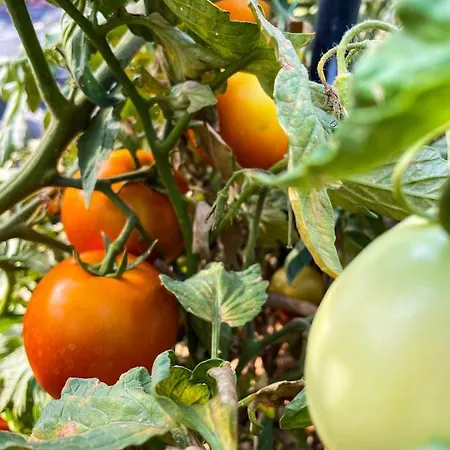 Casa Case de vacanță