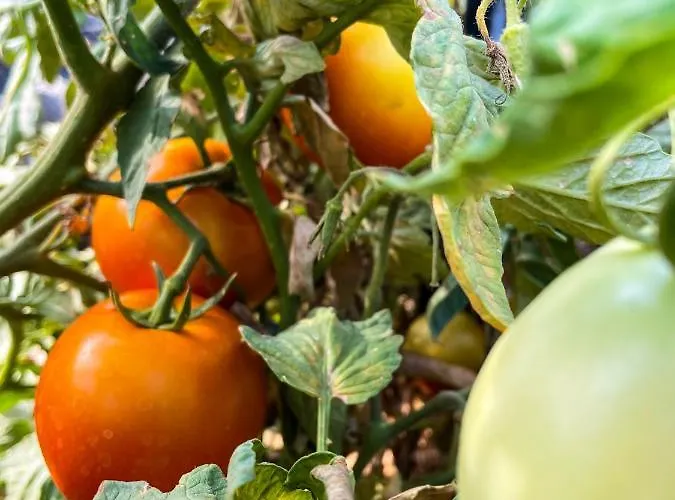 Casa بيت للعطل